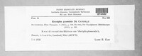Blumeria graminis image